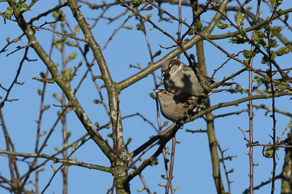 zorgen voor nageslacht - Vogels - 
