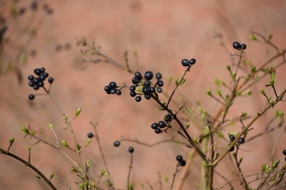 Zwarte bessen - Planten - 