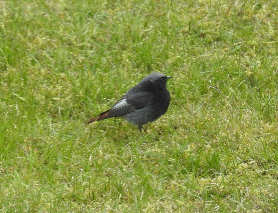 Zwarte roodstaart man - Vogels - Zwarte roodstaart