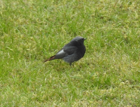 Zwarte roodstaart man