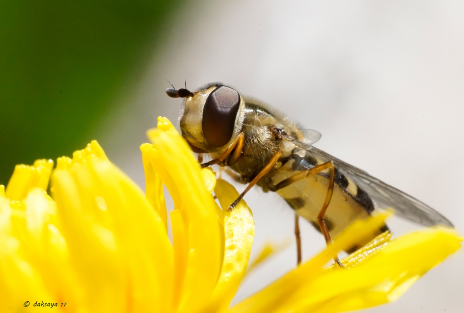 Zweefvlieg - Geleedpotigen - 