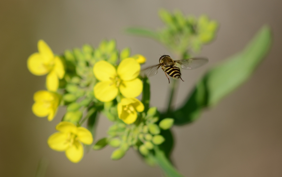 Zweefvlieg - Geleedpotigen - Zweefvlieg sl.