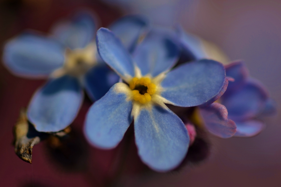 4 Mei 2017 - Planten - Vergeet-mij-niet
