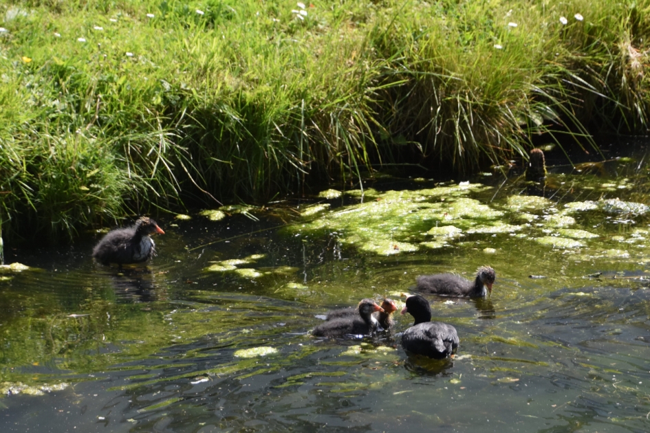 Er waren 5 pulletjes... - Vogels - 