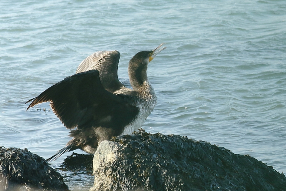 aalscholver - Vogels - 