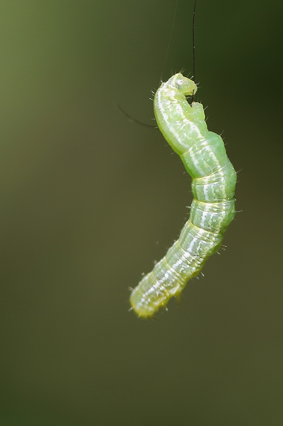 aan een zijden draadje - Geleedpotigen - 