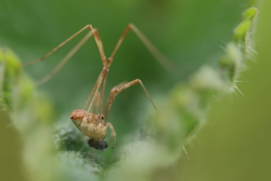 acrobaat met prooi - Geleedpotigen - 