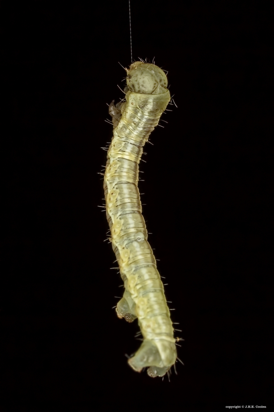 Afdalen - Geleedpotigen - Rups van een spanner