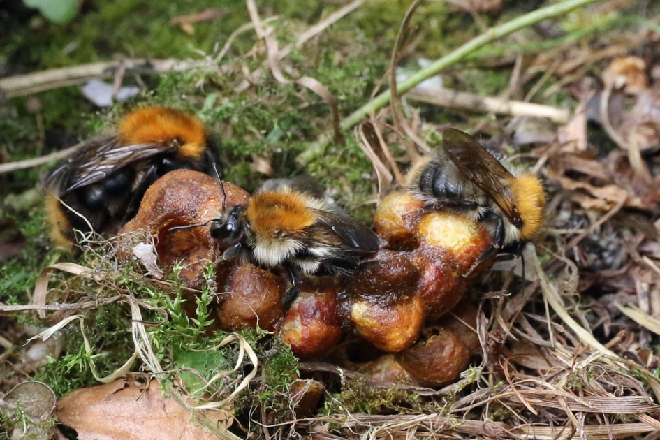 Akkerhommels - Geleedpotigen - 
