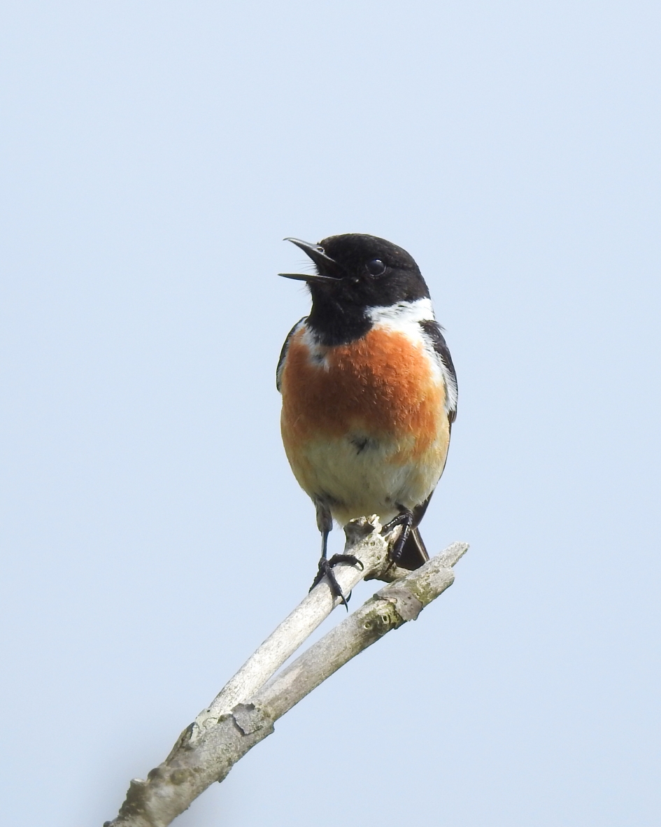 Alarm - Vogels - Roodborsttapuit