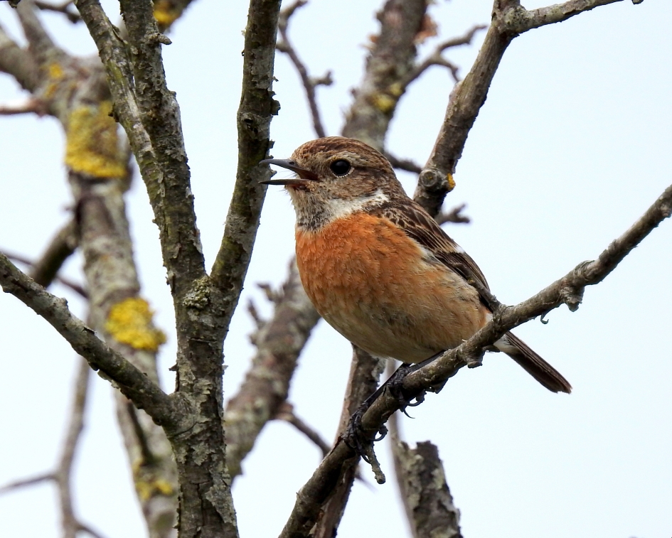 Alert vrouwtje - Vogels - Roodborsttapuit