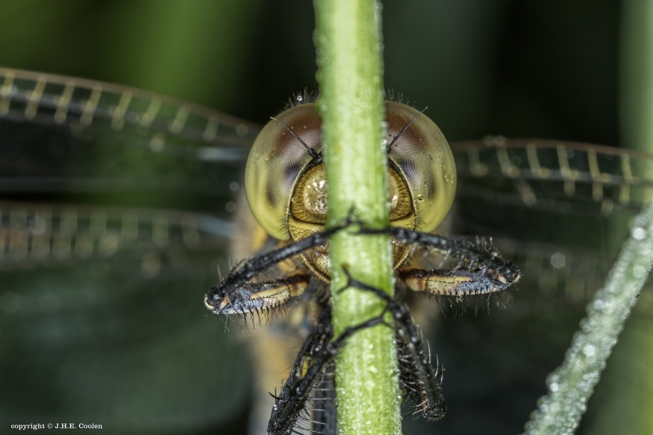 Als... - Geleedpotigen - Glassnijder