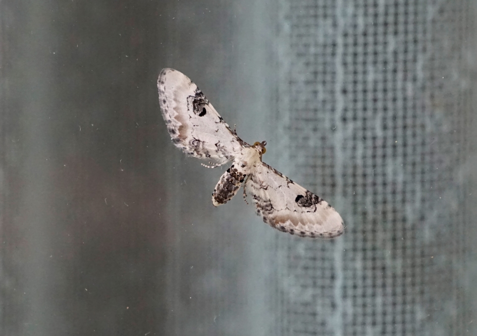 Als een vogel in de lucht - Geleedpotigen - 