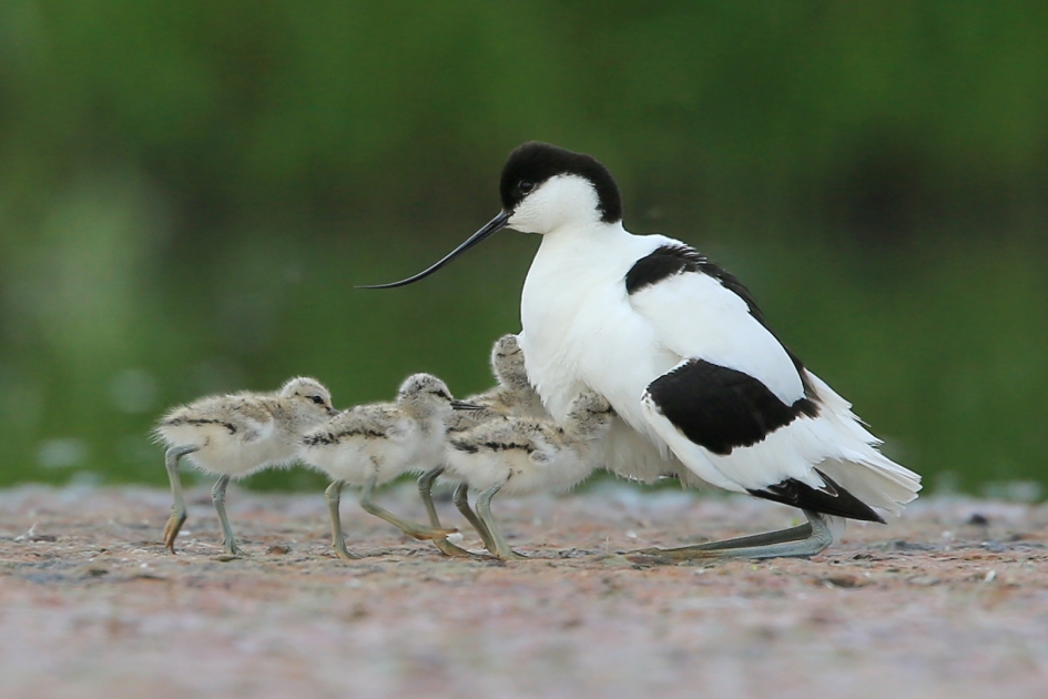 Alternatieve Hemelvaart - Vogels - Kluut