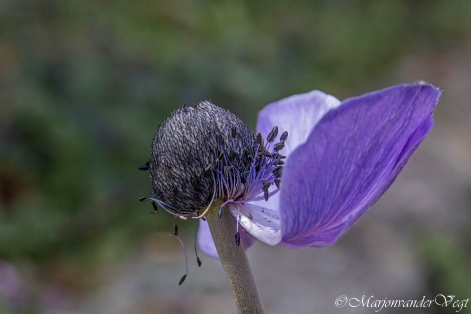 Annemoon - Planten - Annemoon