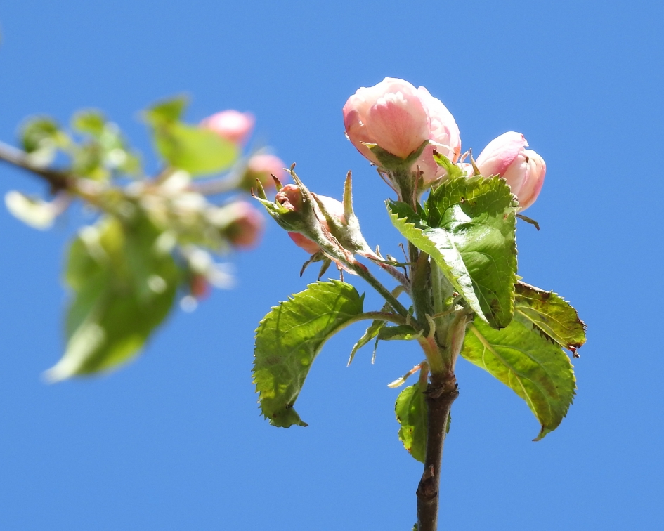 Appelig - Planten - Appelboom