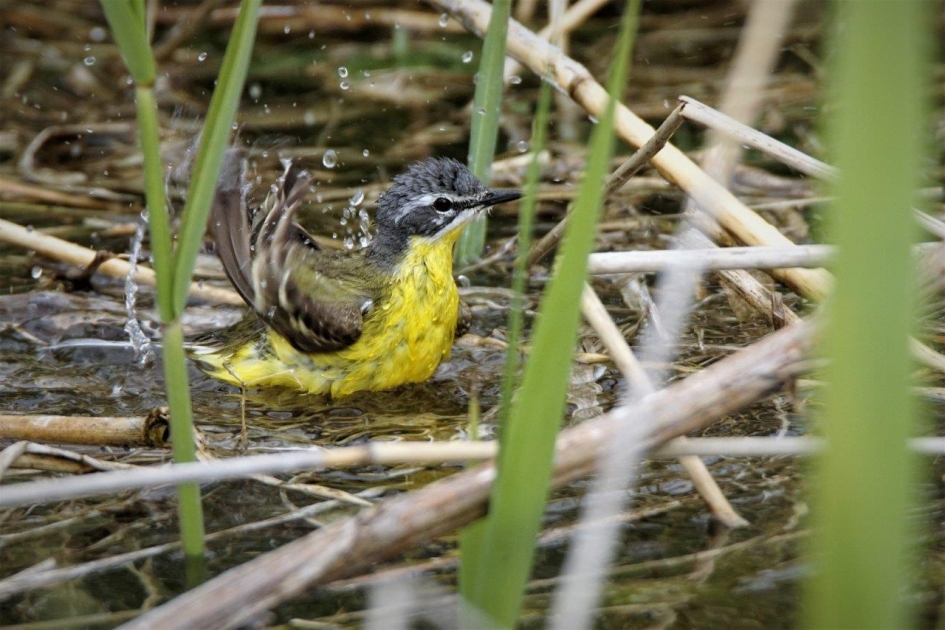 Bad tijd - Vogels - Gele kwikstaart