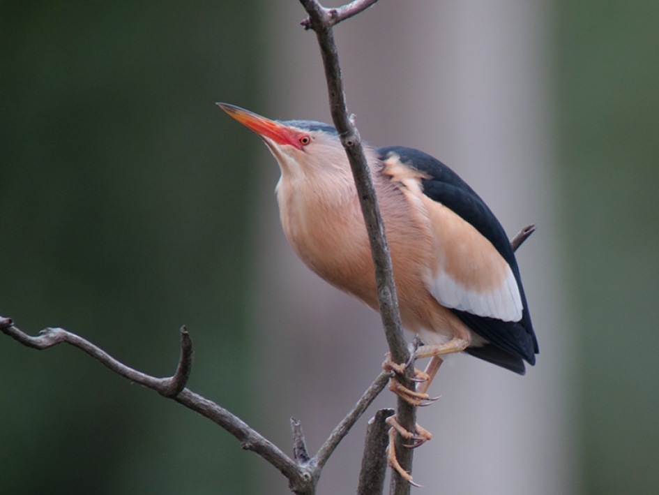 Baltsende woudaap - Vogels - Woudaap
