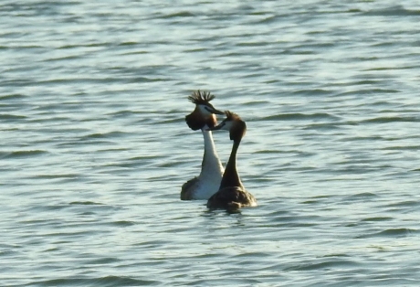 Baltsgedrag van een futenpaartje