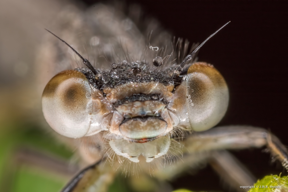 Beetje nat - Geleedpotigen - Juffer