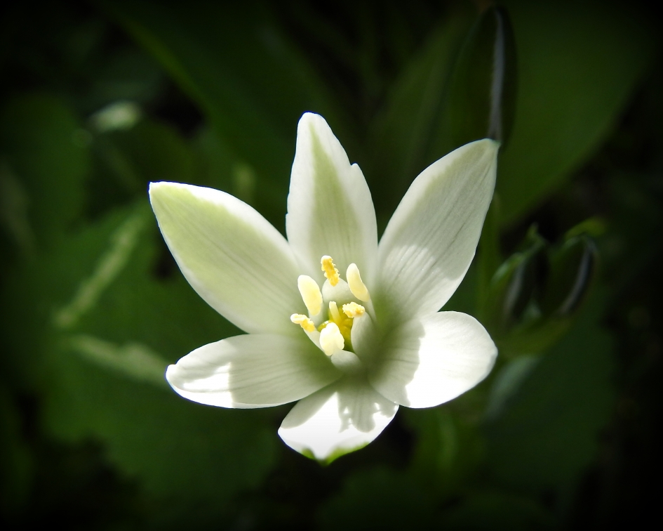 Berenlook - Planten - Daslook