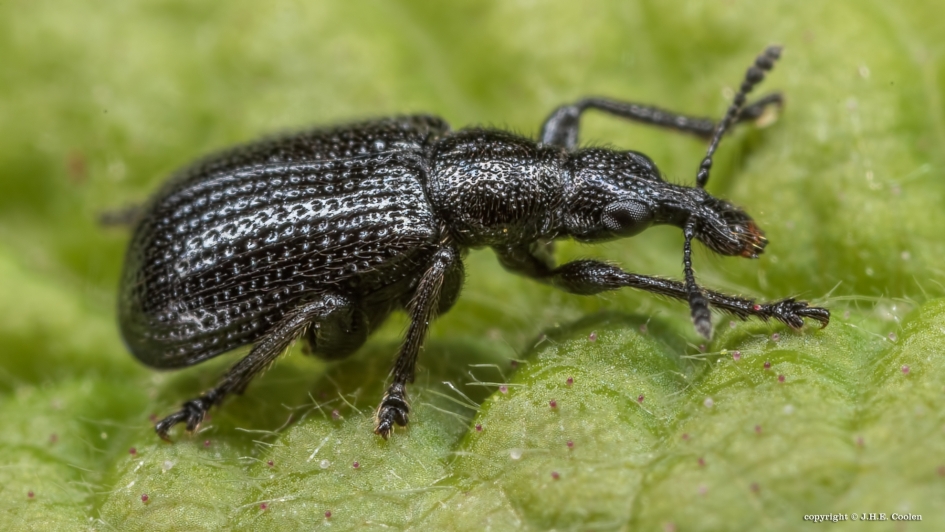 Berkensigarenmaker - Geleedpotigen - Berkensigarenmaker