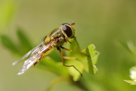 bessenbandzweefvlieg