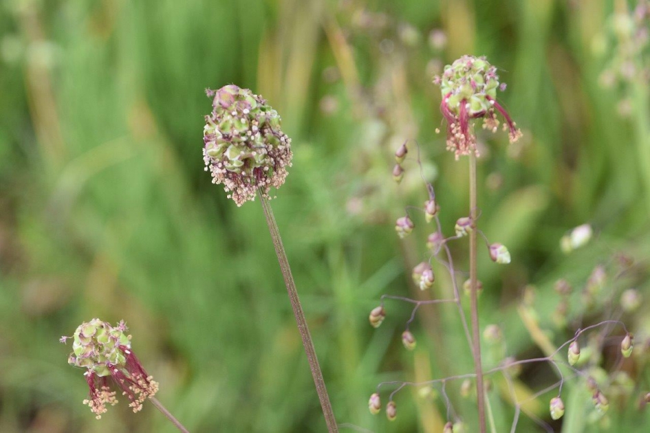 Bevertjesgras en kleine pimpernel - Planten - 