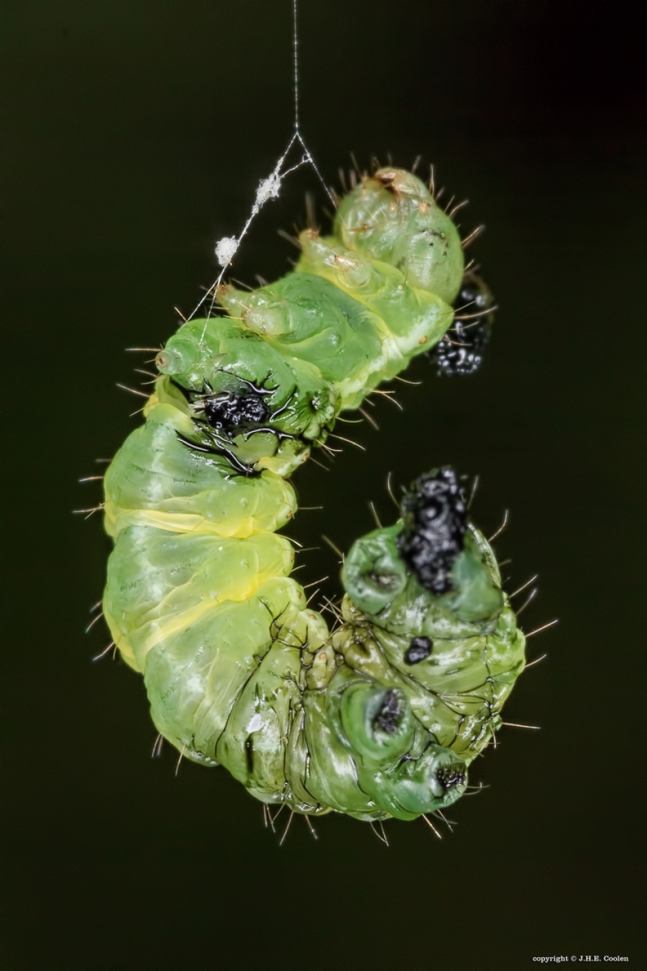 Bizar - Geleedpotigen - Rups spanner