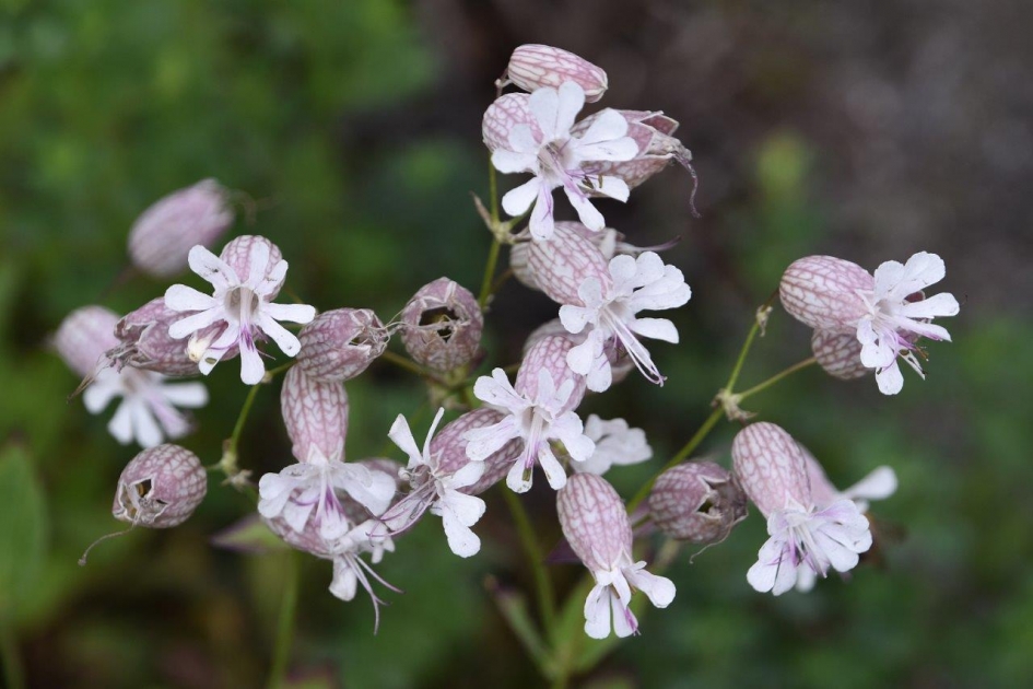 Blaassilene - Planten - 