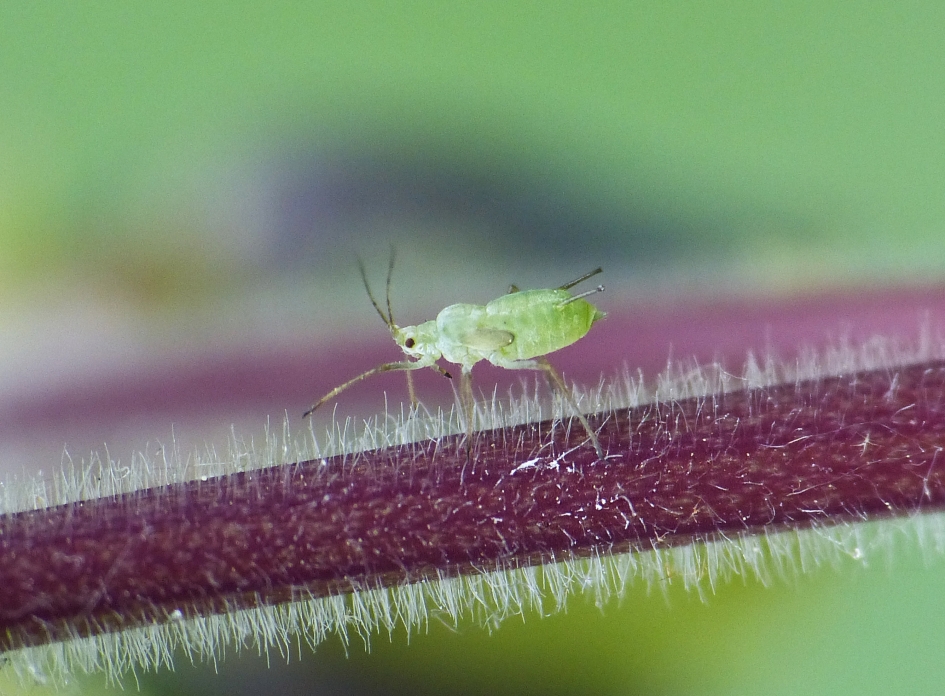 Bladluisje - Geleedpotigen - 