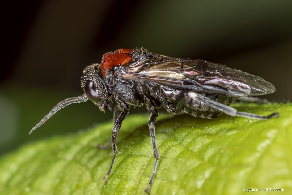 Bladwesp Eriocampa Ovata - Geleedpotigen - Bladwesp