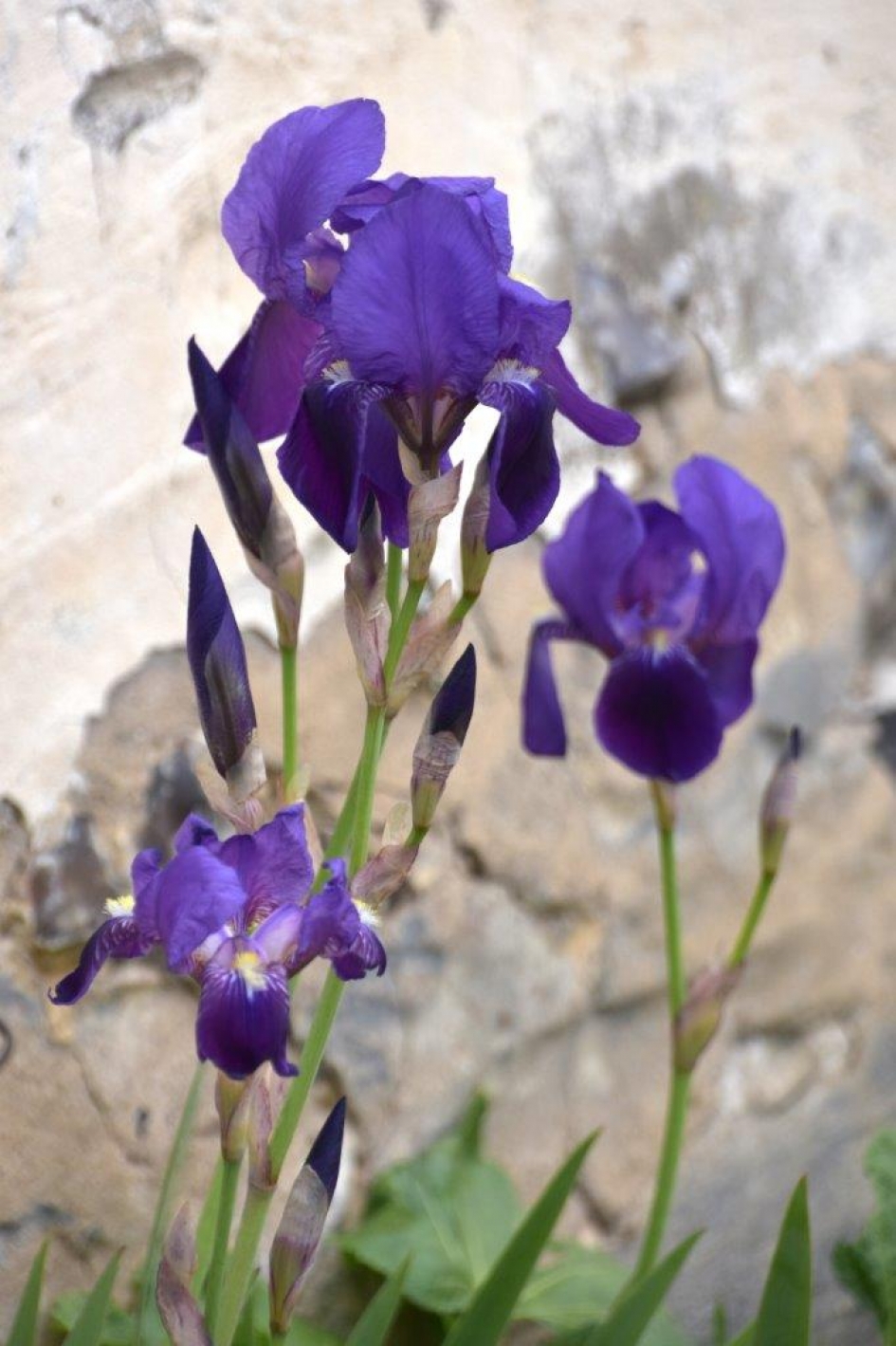 Blauwe irissen - Planten - 