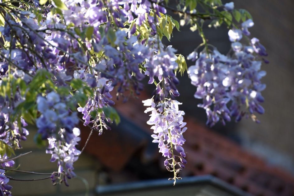 Blauwe regen - Planten - 