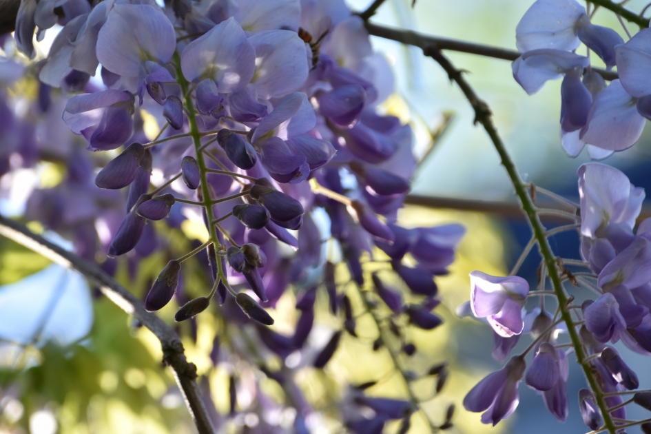 Blauwe regen - Planten - 