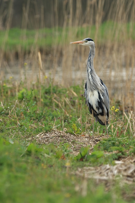 blauwe reiger