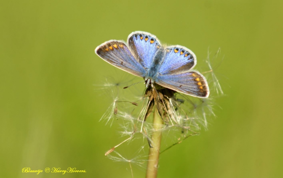 Blauwtje - Geleedpotigen - 
