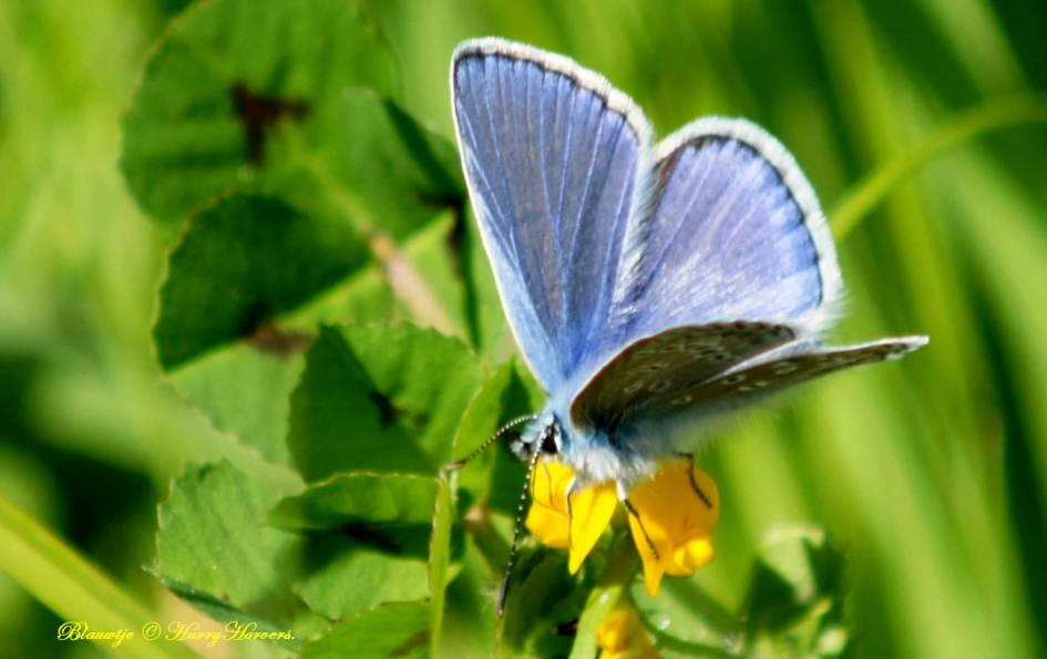 Blauwtje - Geleedpotigen - Blauwtje