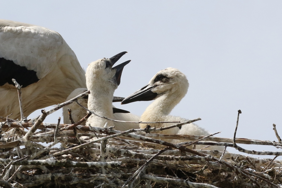 Blije jonge ooievaars - Vogels - 