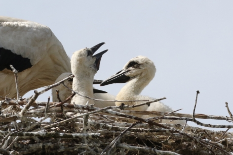 Blije jonge ooievaars