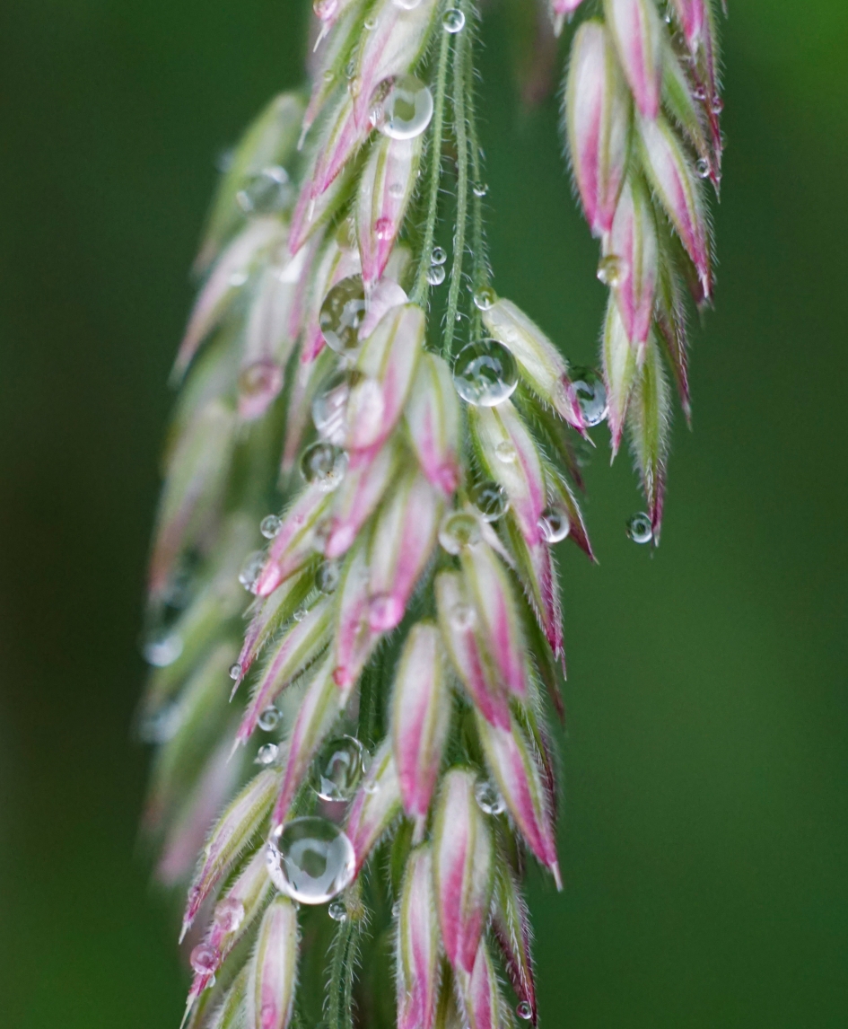 Bloeiend gras - Planten - 