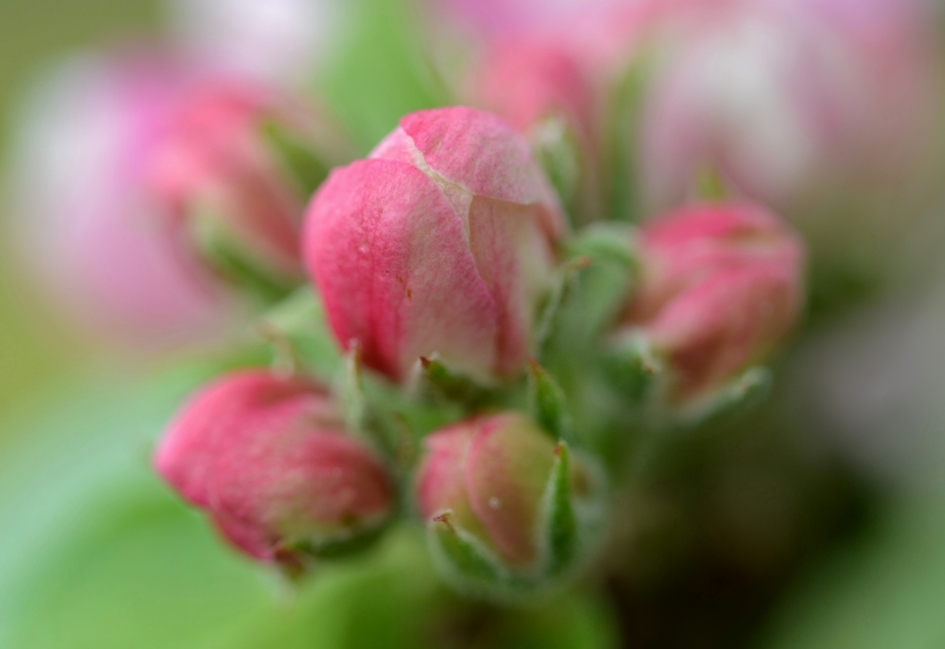 bloesem - Planten - bloesem