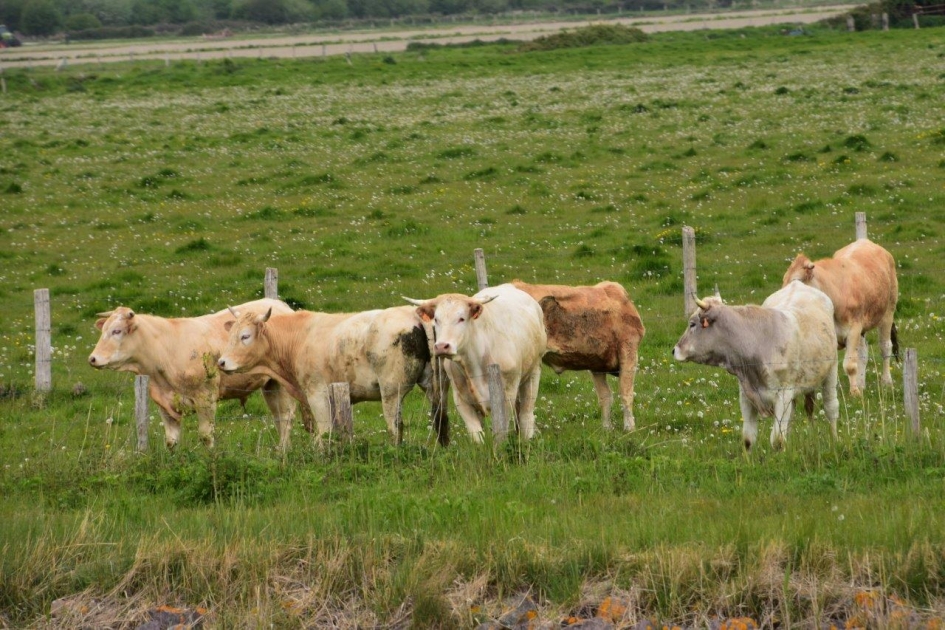 Blonde koeien - Zoogdieren - 