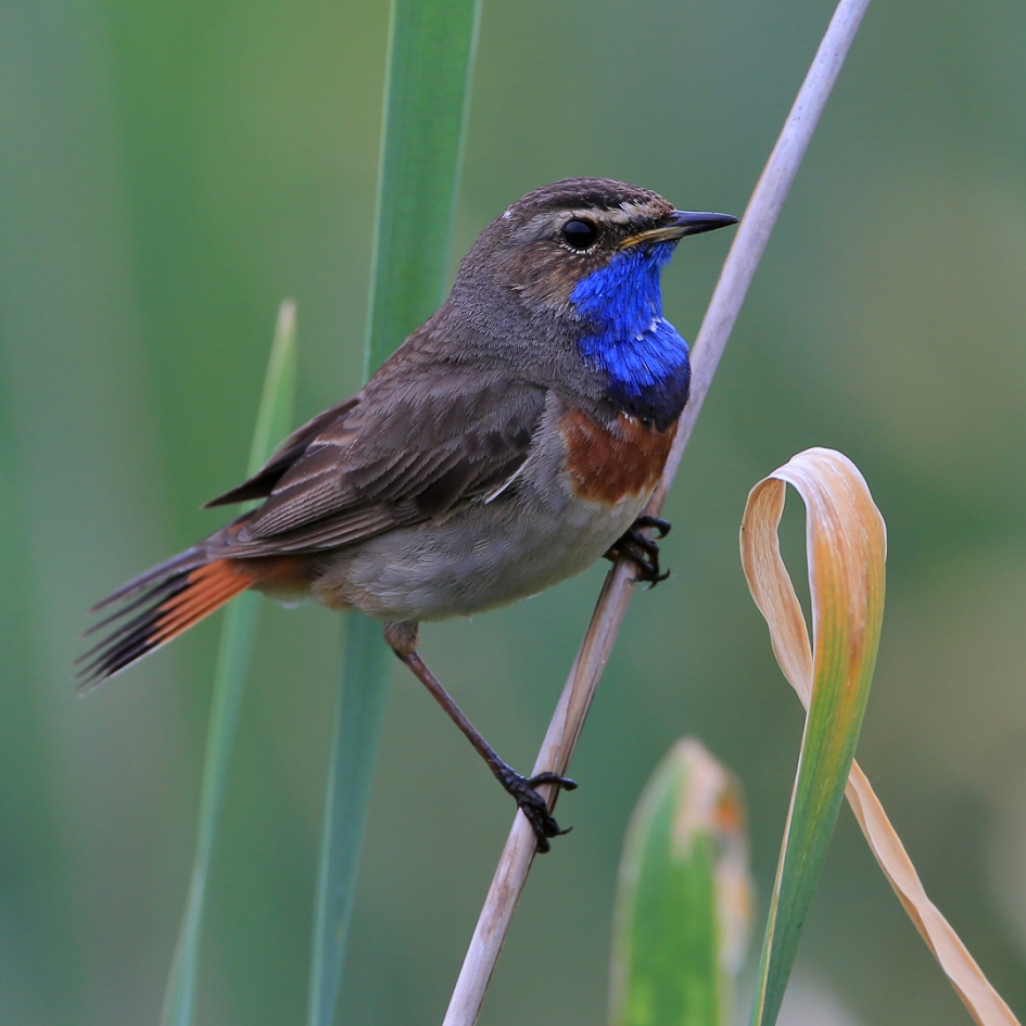 Blues - Vogels - Blauwborst