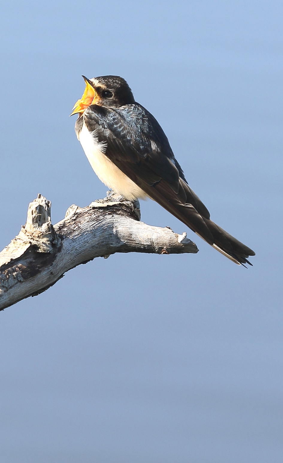 boerenzwaluw - Vogels - 