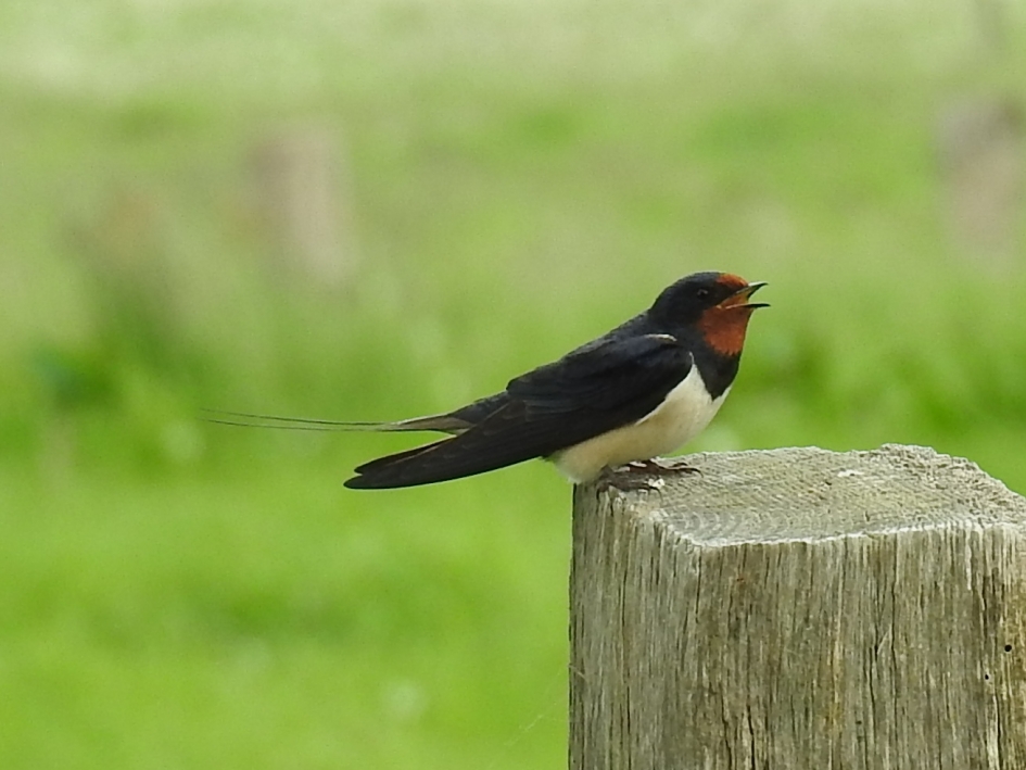 Boerenzwaluw wacht op paal tot de kust veilig is. - Vogels - Boerenzwaluw