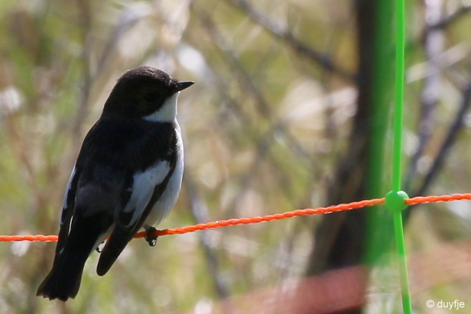 Bont - Vogels - Bonte Vliegenvanger