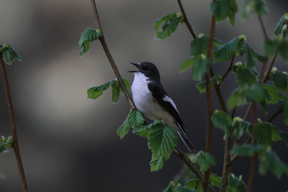 BONTE VLIEGENVANGER - Vogels - Bonte vliegenvanger