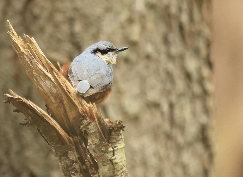 boomklever - Vogels - 
