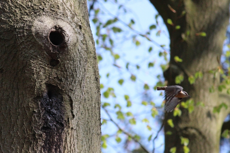 Boomklever verlaat zijn nestholte - Vogels - Boomklever